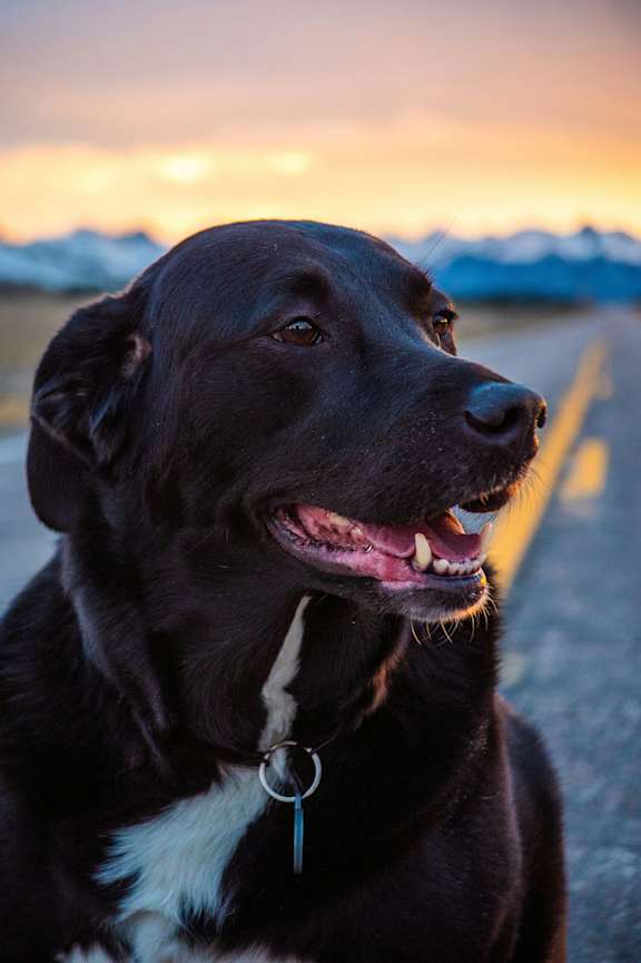 A black dog with a blue tag on its collar is sitting on a road.