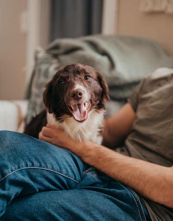 Dog sitting on man's lap at Falkland Chase, Maryland, 20910