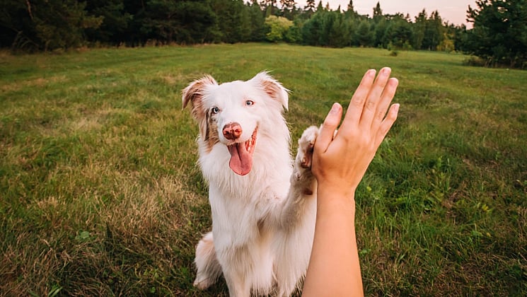 Joyful dog giving a high five in a lush green park, showcasing companionship and happiness outdoors.