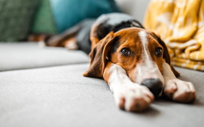 a dog lying on a bed