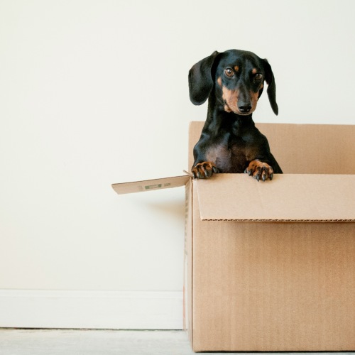 dog in box
