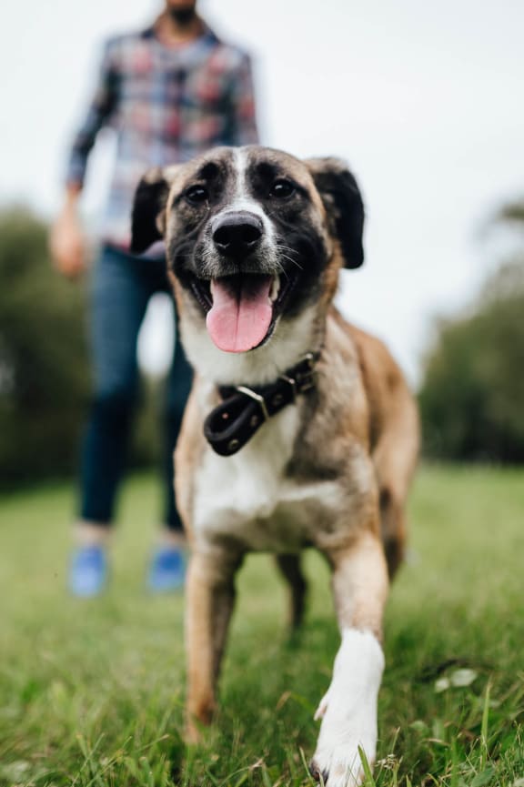 Pet Area at South Side Flats in Dallas, Texas 75215