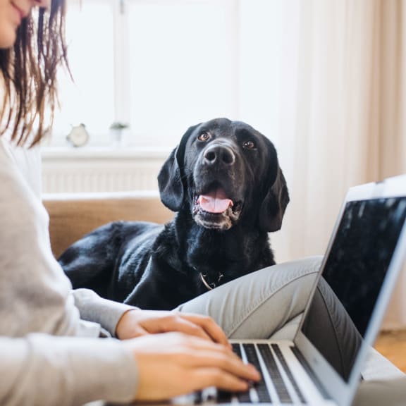 a woman sitting on a couch with her dog using a laptop computer at Gwinnett Pointe in Norcross, Georgia