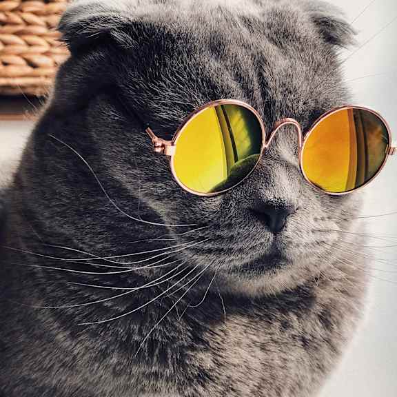 A grey cat wearing sunglasses with a white background.