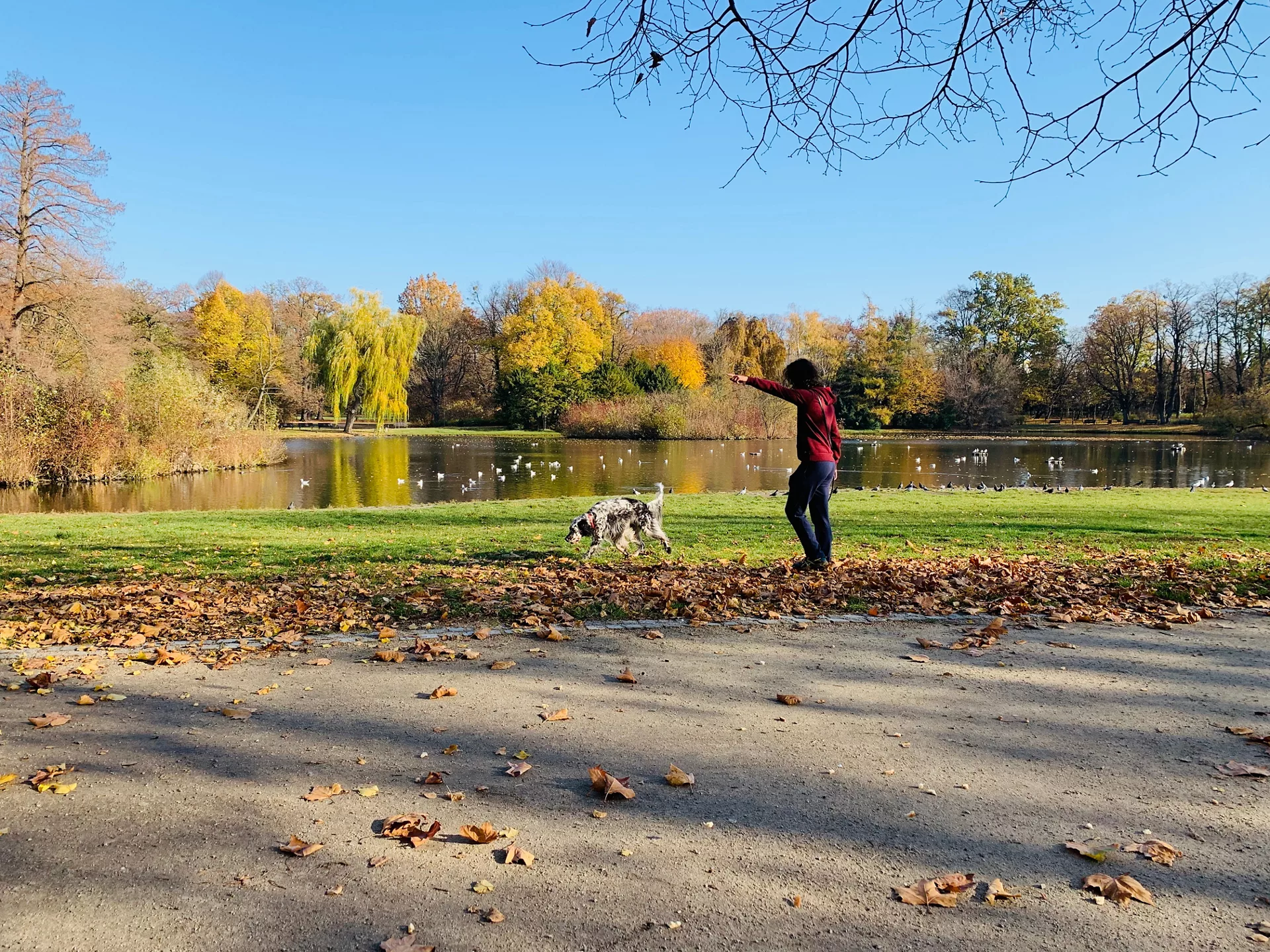 Splendid autumn light in park