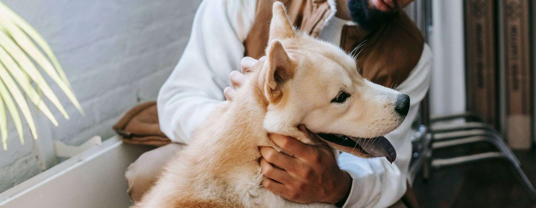 a person holding a dog