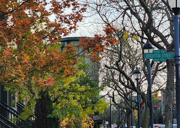 A tree with orange leaves is on the sidewalk.