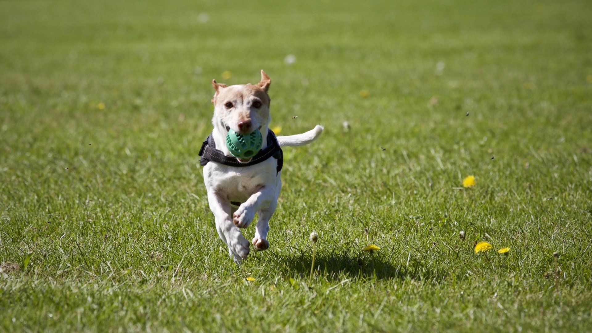 Dog Park - The Landing at Legends