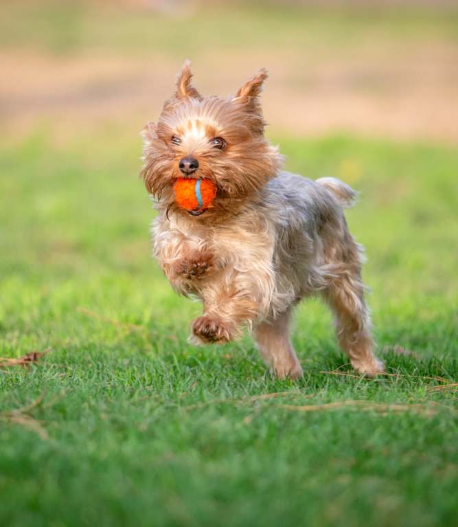 Dog running at a park near The Baldwin in Orlando, Florida