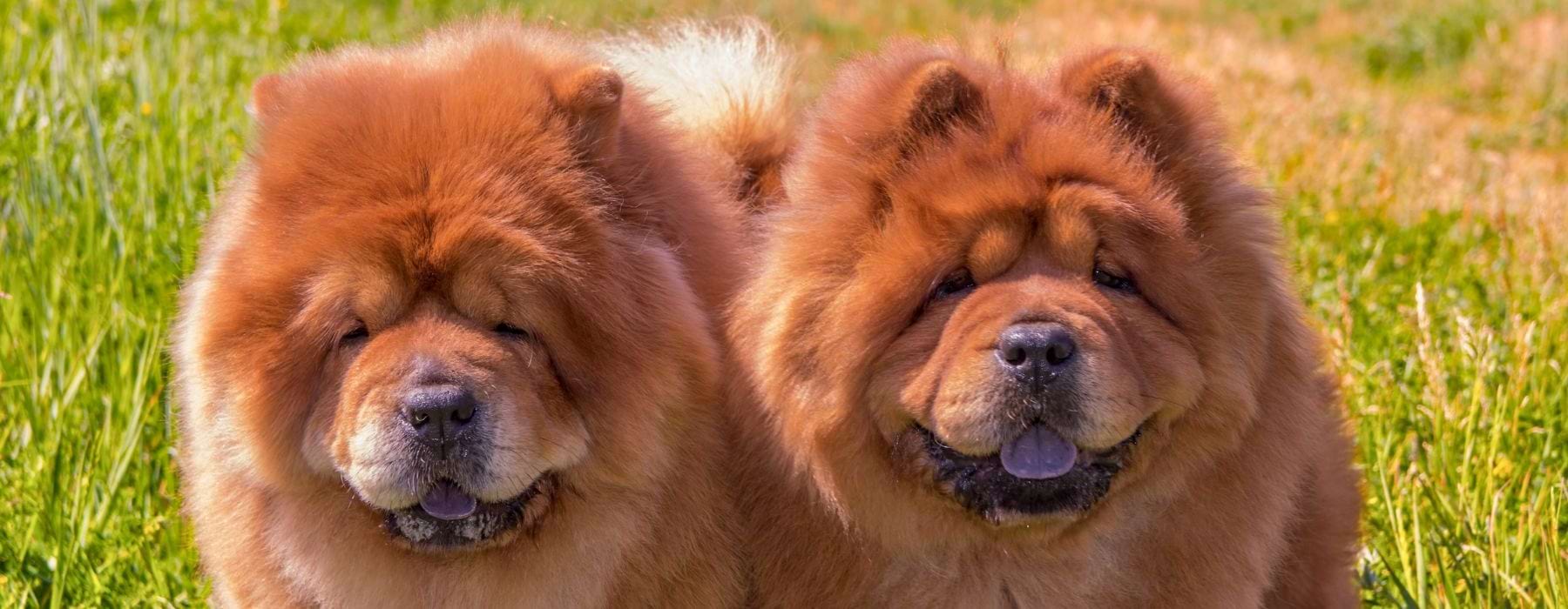 two dogs sitting in a field 