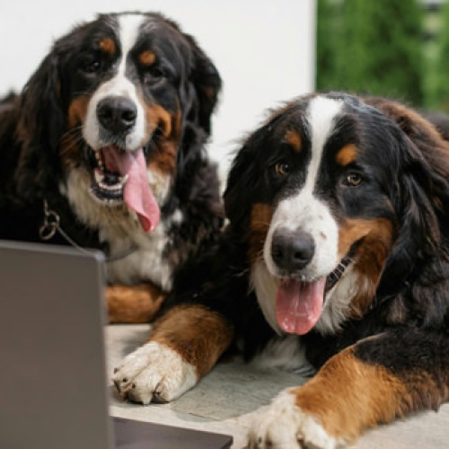 two dogs looking at a laptop