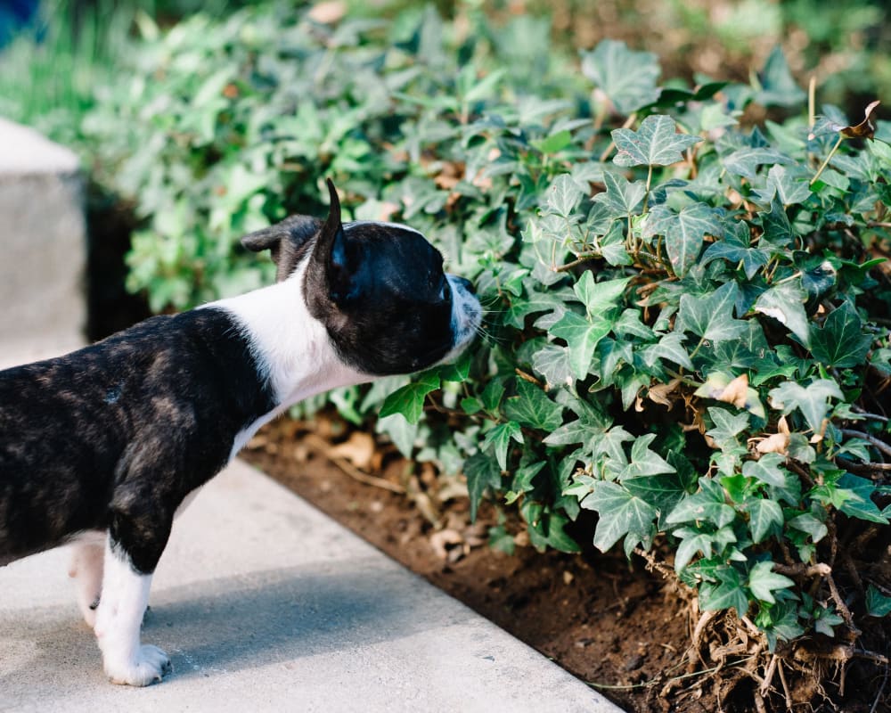 Resident puppy sniffing the hedges at Terra at Portola Park in Livermore, California