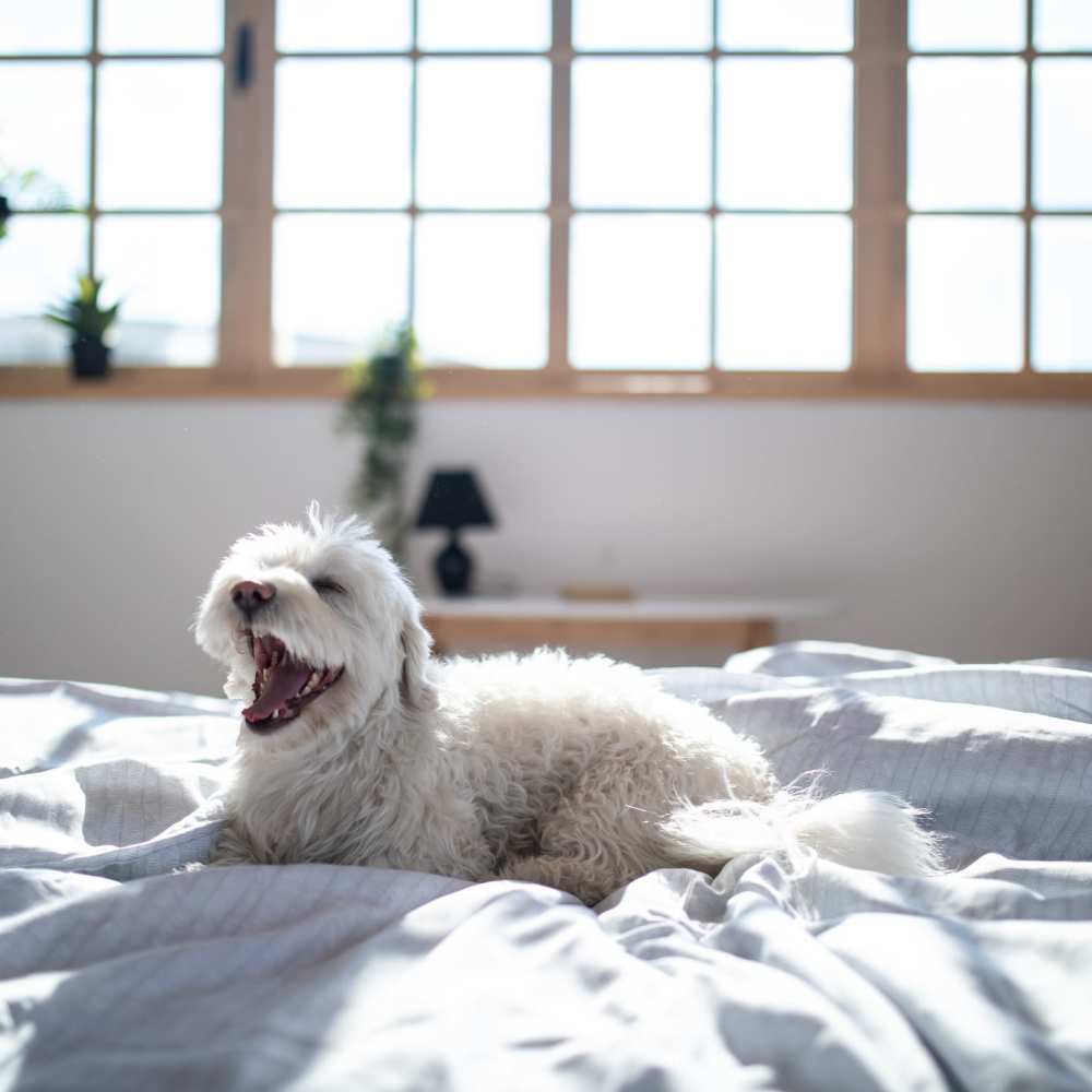 Pet friendly at Mojud Lofts in Greensboro, North Carolina