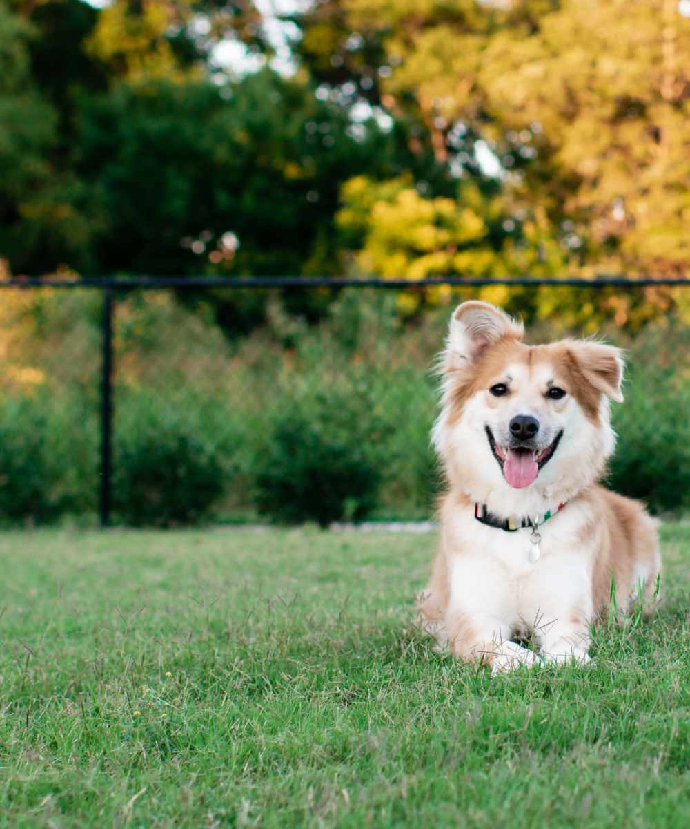 Spacious Dog Park at The Palo in Fort Worth, Texas