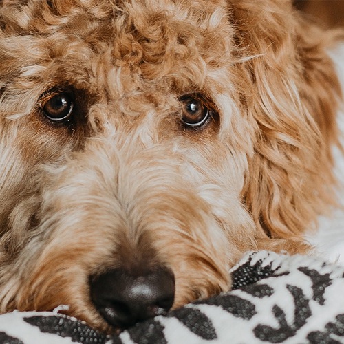 Cute dog on a blanket