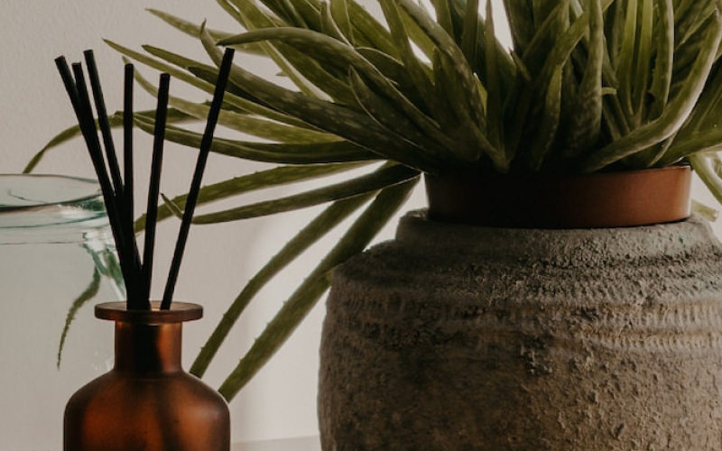 Plant on a table