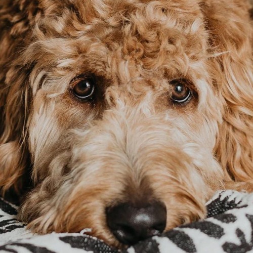 a dog lying on a bed looking