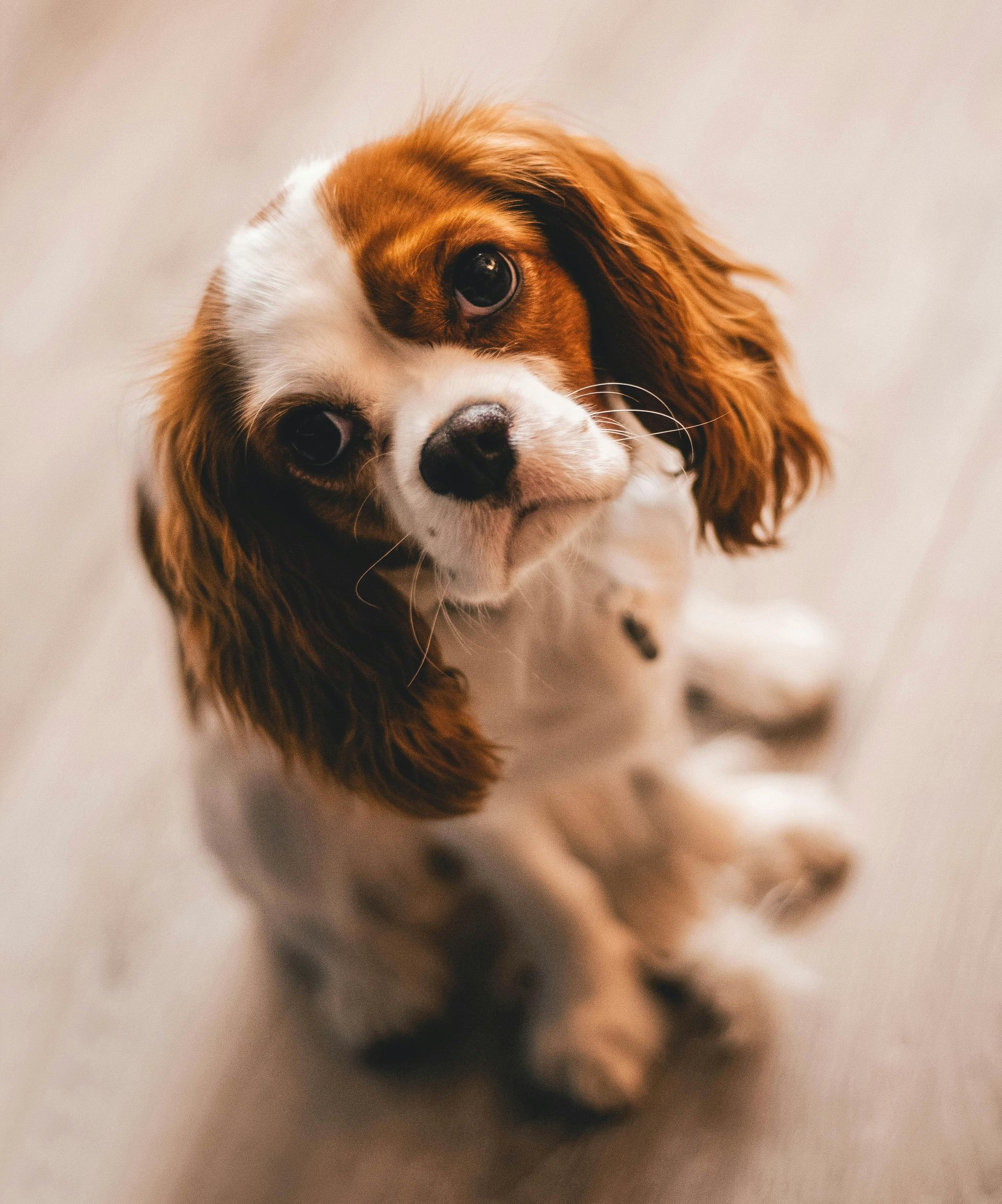 Picture of Dog 