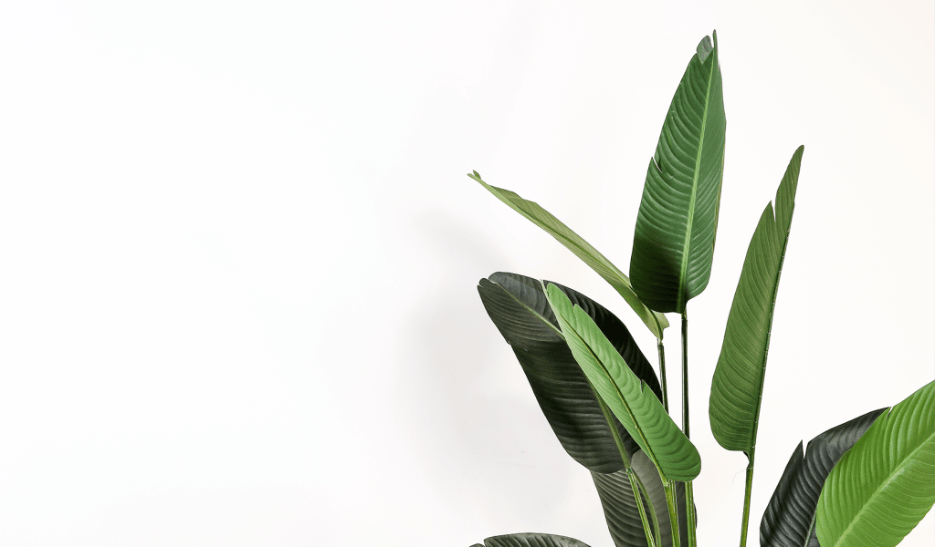 Cool photo of plant at Annalise Glen Creek in Bradenton, Florida