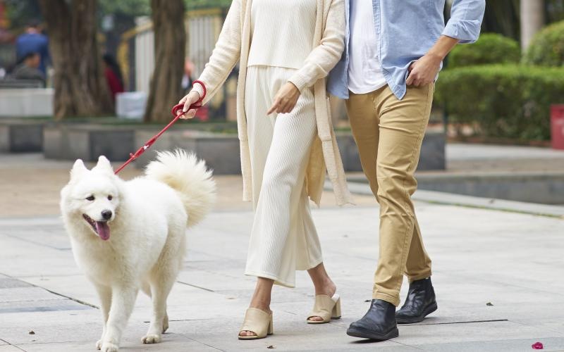 a man and woman walking a dog