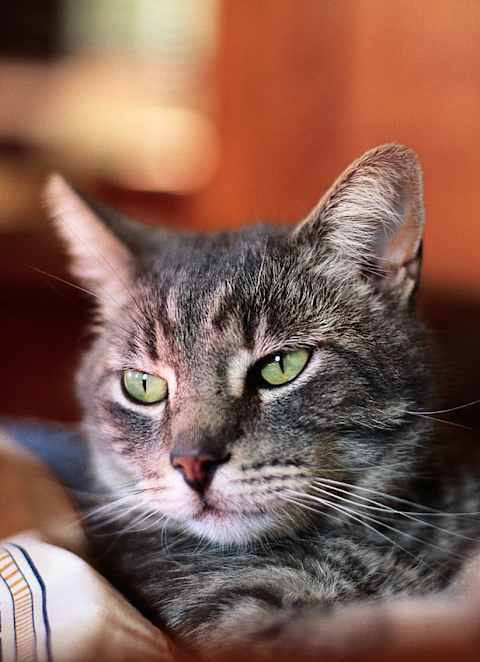 Lovely Cat at Saddleback Village at Stonegate Townhomes, Maricopa
