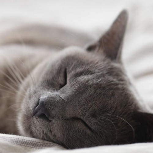a cat sleeping on a bed