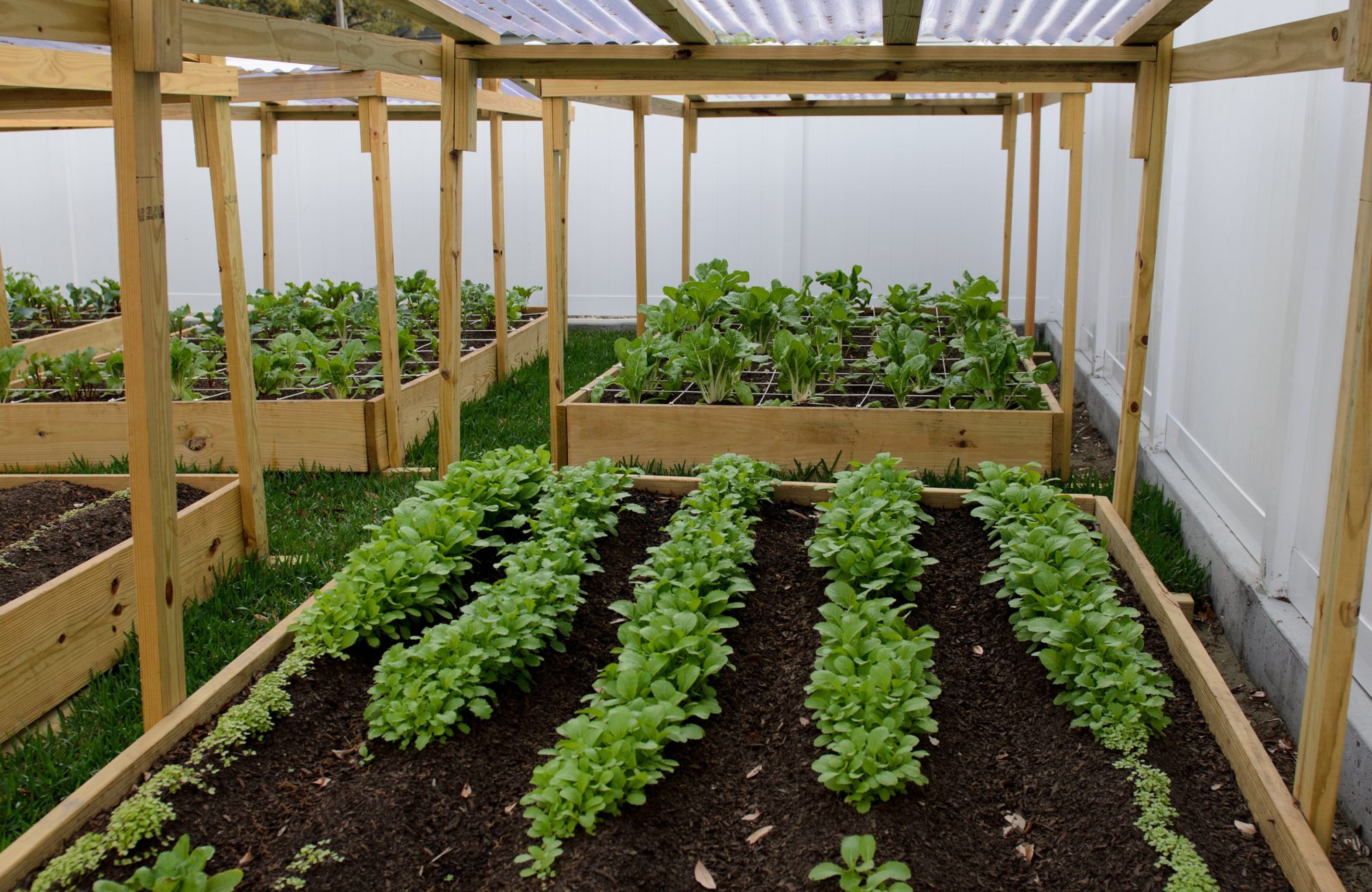 Close up of raised garden bed filled with vegetables at Gold Seal Lofts community garden in Mid-City