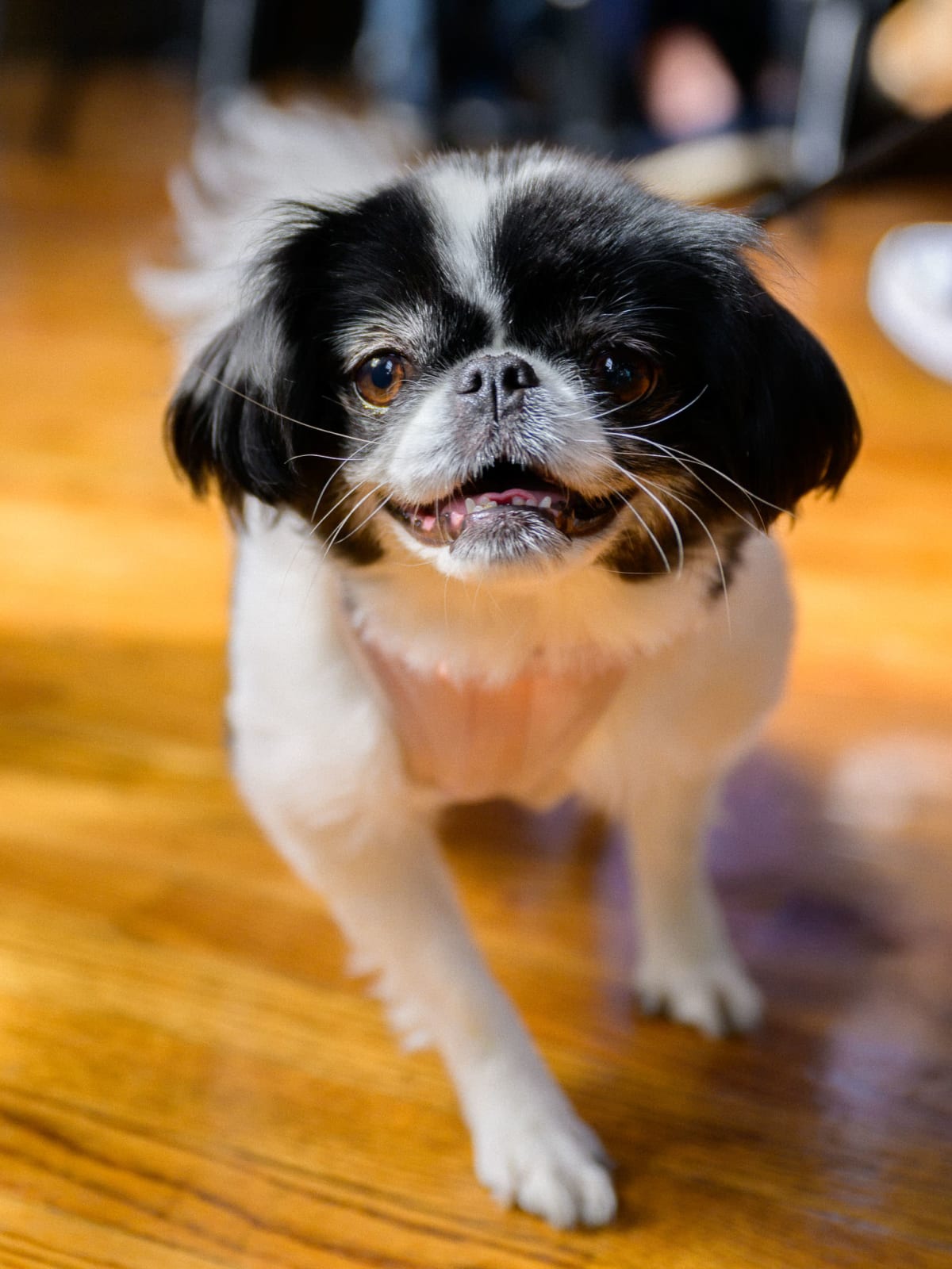 Learn more about amenities like pet-friendly living at The Scottie in Nashville, Tennessee