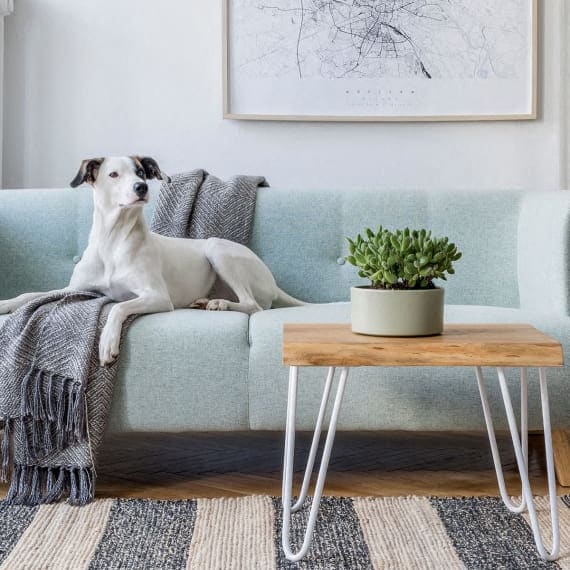 a dog sitting on a couch in a living room