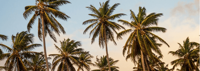 A cluster of tall, green palm trees reaching toward a pale, soft-lit sky.
