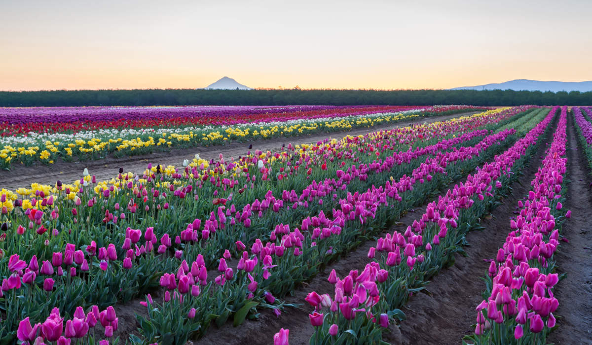 Flowers and greenery near Allison Summit in Woodburn, Oregon