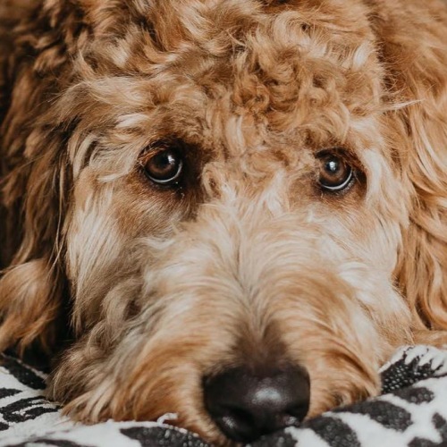 a dog lying on a bed looking