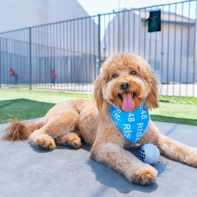 No Leash Dog Park