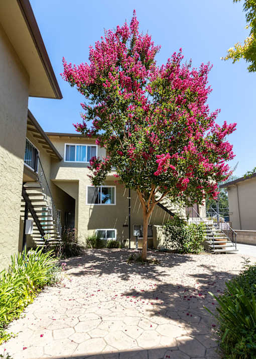 a tree with pink flowers in front of a house