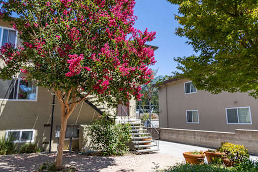 a tree with pink flowers in front of a building