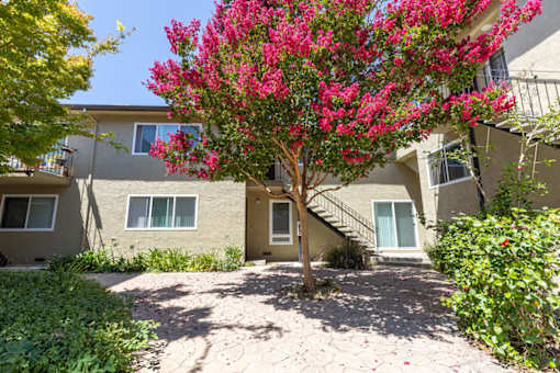 a tree with pink flowers in front of an apartment building