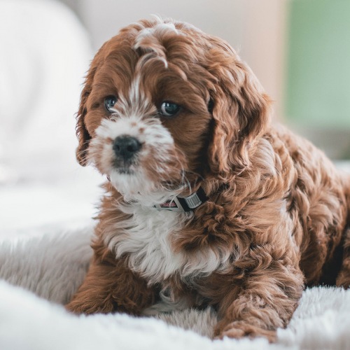 lifestyle image of a dog indoors